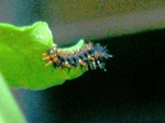 szk071005 009.01.jpg