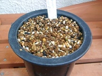 szk071006 011.01.jpg