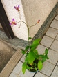 szk071013 013.01.jpg
