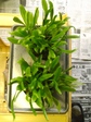 szk071014 004.01.jpg