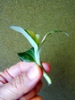 szk071015 010.01.jpg