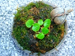 szk071021 028.01.jpg