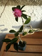 szk071023 019.01.jpg