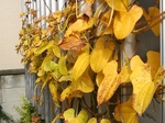 szk071025 008.01.jpg