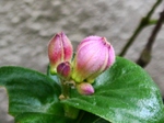 szk071027 007.01.jpg