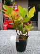 szk071102 002.01.jpg