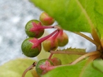 szk071103 011.01.jpg