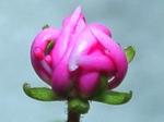 szk071104 016.01.jpg