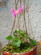 szk071110 004.01.jpg