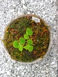 szk071110 011.01.jpg