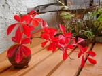 szk071110 017.01.jpg