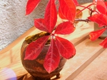 szk071110 018.01.jpg