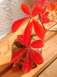 szk071110 019.01.jpg