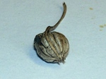 szk071113 009.01.jpg