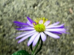szk071114 020.01.jpg