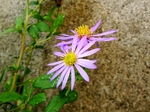 szk071115 016.01.jpg