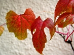szk071115 024.01.jpg