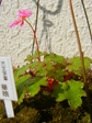 szk071117 004.01.jpg