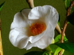 szk071121 022.01.jpg