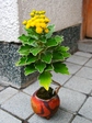 szk071122 002.01.jpg
