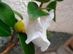 szk071122 008.01.jpg