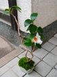 szk071122 009.01.jpg