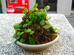 szk071124 041.01.jpg