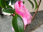 szk071126 005.01.jpg
