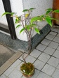 szk071127 020.01.jpg