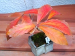 szk071201 002.01.jpg