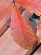 szk071201 004.01.jpg