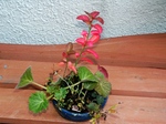 szk071201 009.01.jpg