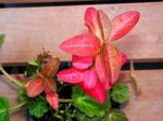 szk071201 011.01.jpg