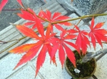 szk071201 016.01.jpg