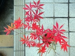 szk071201 021.01.jpg