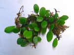 szk071201 042.01.jpg