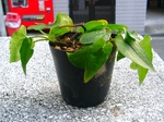 szk071201 050.01.jpg