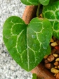 szk071201 063.01.jpg