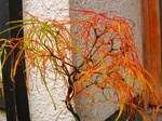 szk071204 017.01.jpg