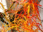 szk071204 020.01.jpg