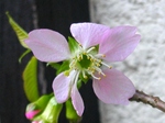 szk071206 004.01.jpg