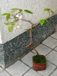 szk071207 005.01.jpg