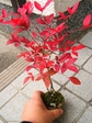 szk071207 008.01.jpg