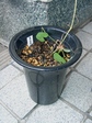 szk071208 012.01.jpg