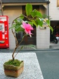 szk071209 029.01.jpg