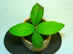 szk071210 005.01.jpg