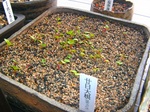 szk071230 029.01.jpg
