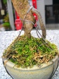 szk080111.01.jpg