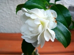 szk080111 014.01.jpg