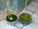 szk080111 016.01.jpg